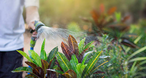 秋季花园养护宝典：轻松掌握精准浇水秘诀！